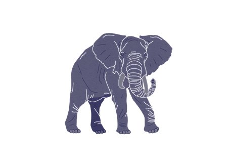 elephant10