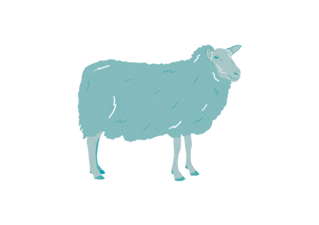 sheep25